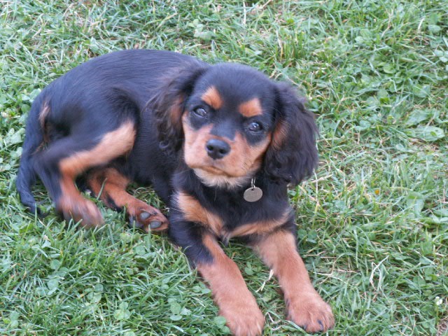 Cavalier King Charles : Hortense du rocher de la Garelire